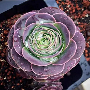 Purple Green Greenovia Flower Seeds for Planting Fragrant Blossoms Heirloom & GMO Free Seeds for Home Garden
 
 Sale