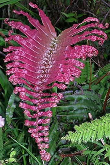 Pink Fern for Planting Shade Tolerant Heirloom & GMO Free Seeds for Home Garden
 
 Sale