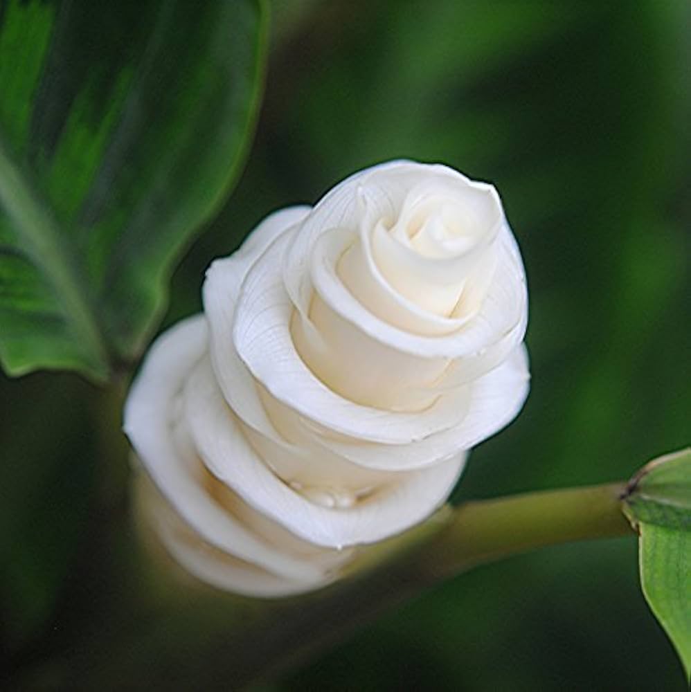 Futaba Calathea Foliage Flower seeds for Planting, Premium Quality Heirloom & GMO Free Seeds for Home Garden