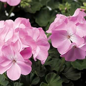 Violet Univalve Geranium Flower Seeds for Planting Perfect for Borders Heirloom & GMO Free Seeds for Home Garden
 
 Sale
