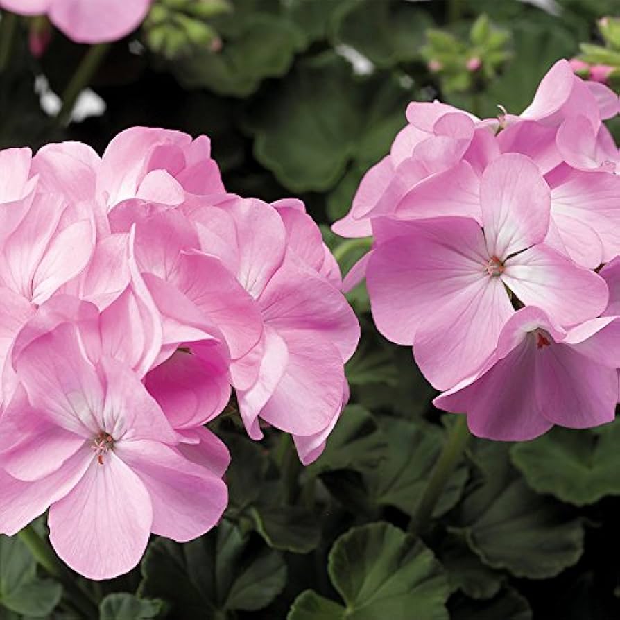 Light Violet Geranium Flower Seeds for Planting Perfect for Borders Heirloom & GMO Free Seeds for Home Garden
 
 Sale