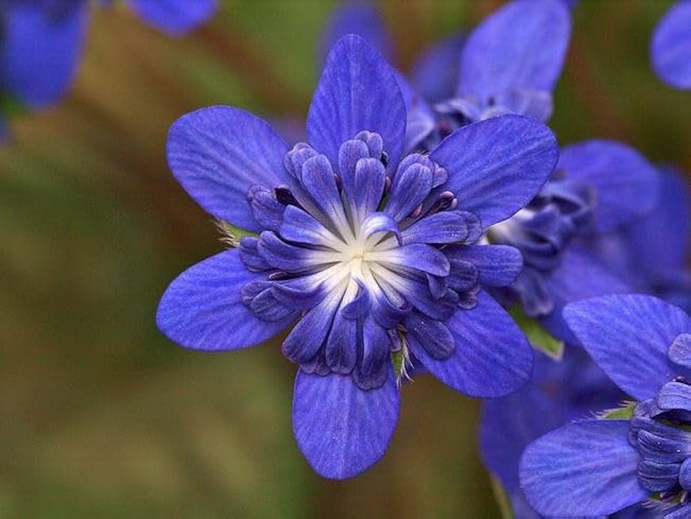 Alpine Flower seeds for Planting - Cottage Garden Essential, Heirloom & GMO Free Seeds for Home Garden