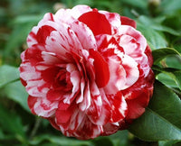 Red White Camellia Japonica Flower seeds for Planting Wildflower Mix Heirloom & GMO Free Seeds for Home Garden 
 
 Sale