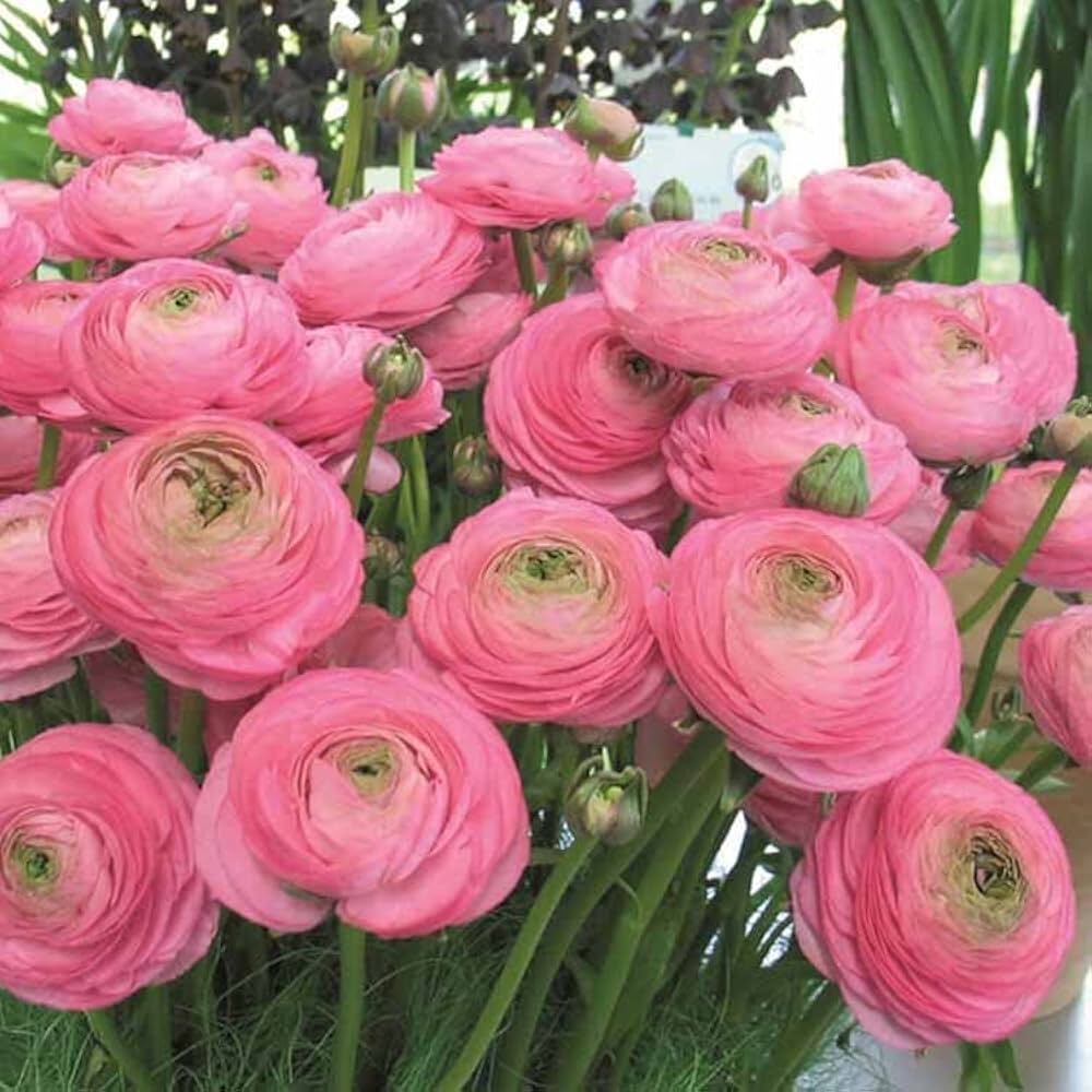 Ranunculus Flower seeds for Planting - Wildflower Mix, Heirloom & GMO Free Seeds for Home Garden