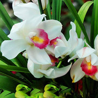 Pink & White Cymbidium Orchid Flower seeds for Planting - Perfect for Borders, Heirloom & GMO Free Seeds for Home Garden