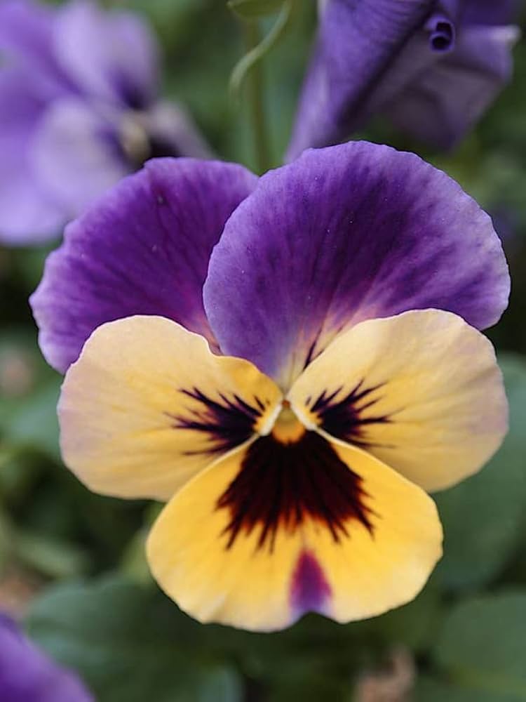 Pansy Rose Flower seeds for Planting - Sun Loving, Heirloom & GMO Free Seeds for Home Garden