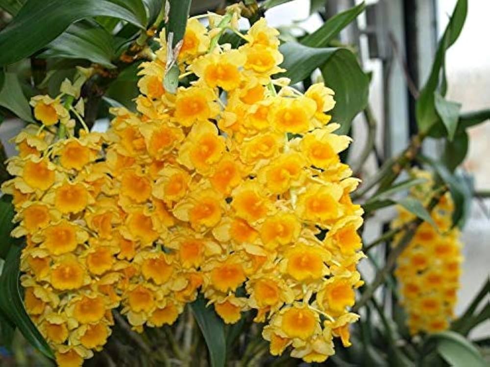 Yellow Densiflorum Flower seeds for Planting - Perfect for Borders, Heirloom & GMO Free Seeds for Home Garden