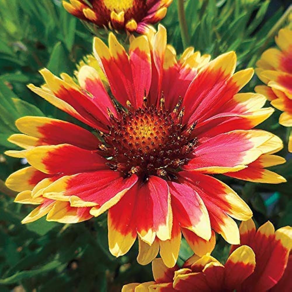 Aristata Flower seeds for Planting Wildflower Mix Heirloom & GMO Free Seeds for Home Garden