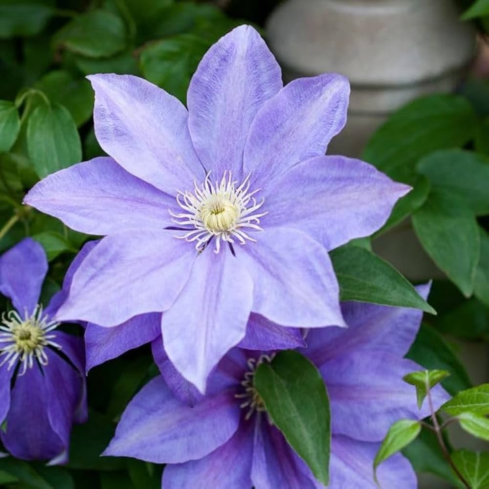 Blue Clematis Flower seeds for Planting - Cut Flower Favorite, Heirloom & GMO Free Seeds for Home Garden