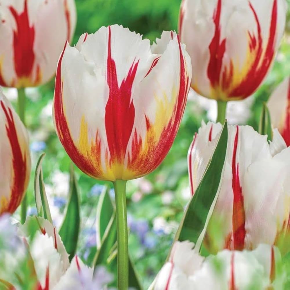 Red White Tulip Flower Seeds Flower seeds for Planting Cut Flower Favorite Heirloom & GMO Free Seeds for Home Garden