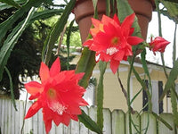 Red Epiphyllum Flower Seeds Flower seeds for Planting Premium Quality Heirloom & GMO Free Seeds for Home Garden