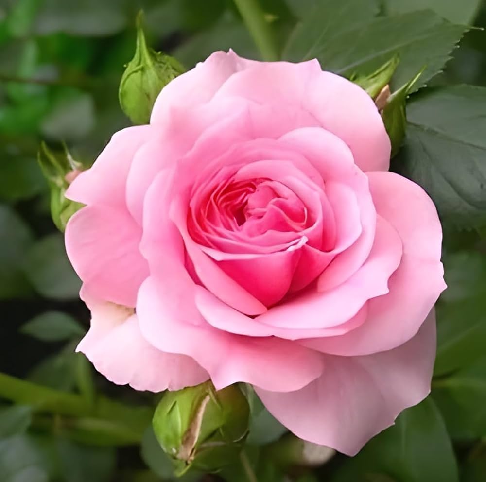Soft Pink Rose Flower Seeds for Planting Pollinator Friendly Heirloom & GMO Free Seeds for Home Garden
 
 Sale