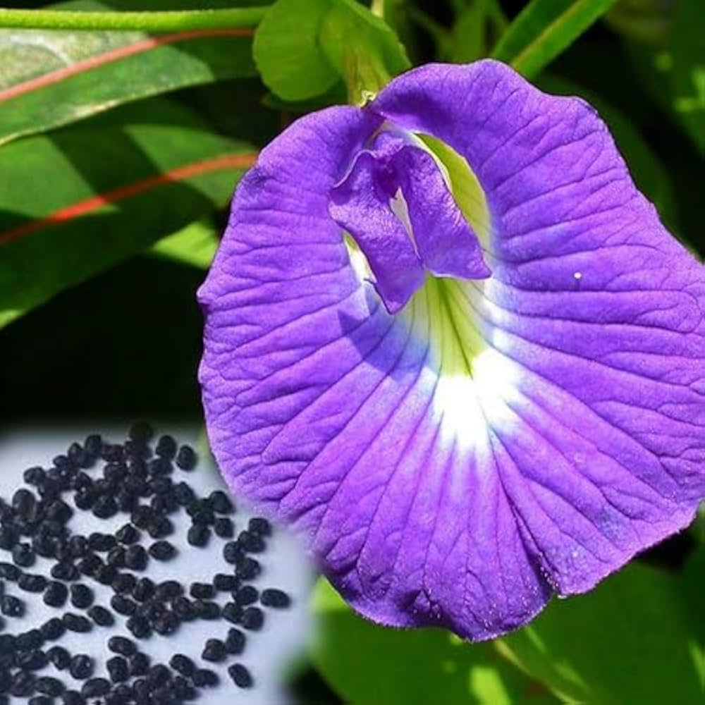 Lavender Campanula Punctata Seeds – Heirloom Bellflower Perennial Blooms