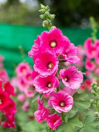 Hollyhock Flower seeds for Planting Pollinator Friendly Heirloom & GMO Free Seeds for Home Garden
 
 Sale