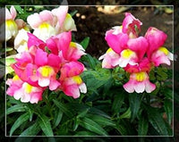 Pink Snapdragon Flower seeds for Planting - Fragrant Blossoms, Heirloom & GMO Free Seeds for Home Garden
 
 Sale for planting in home garden