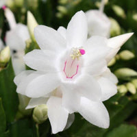 White Schlumbergera Flower Planting for Graceful Indoor Decor - Seed for Gorgeous Blossoms Throughout the Year