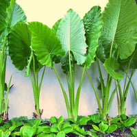 Green Giant Elephant Ear Flower seeds for Planting Fragrant Blossoms Heirloom & GMO Free Seeds for Home Garden 
 
 Sale