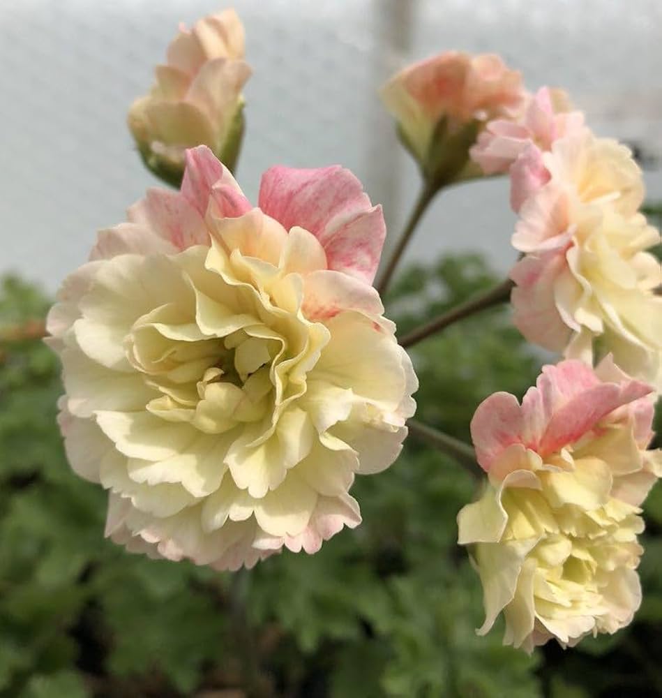 Yellow Geranium Flower seeds for Planting - Hardy Variety, Heirloom & GMO Free Seeds for Home Garden