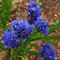Statice Limonium sinuatum Blue River Seeds for Planting dried flowers rock garden