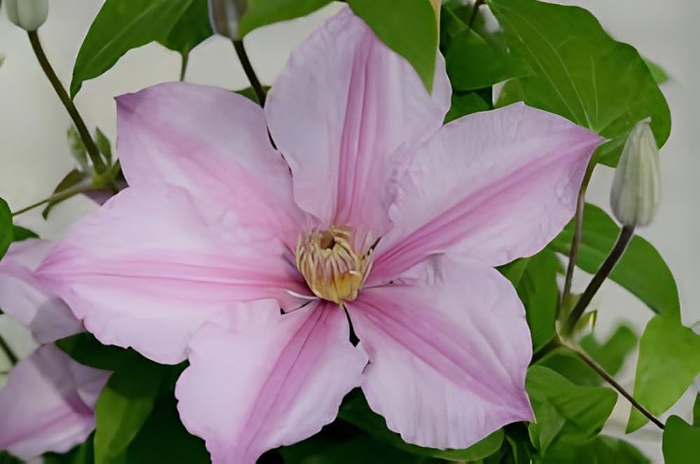 Clematis Seeds for Planting Clematis Vitalba flower bed trellis garden