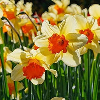 White Orange Narcissus Flower Seeds for Planting Premium Quality Heirloom & GMO Free Seeds for Home Garden
 
 Sale