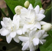White  Big Jasmine Flower seeds for Planting - Long Bloom Season, Heirloom & GMO Free Seeds for Home Garden