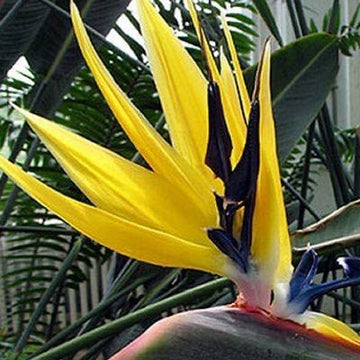 Yellow Strelitzia Reginae Flower seeds for Planting Pollinator Friendly Heirloom & GMO Free Seeds for Home Garden