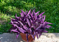 Tradescantia Pallida Flower seeds for Planting - Colorful Display, Heirloom & GMO Free Seeds for Home Garden