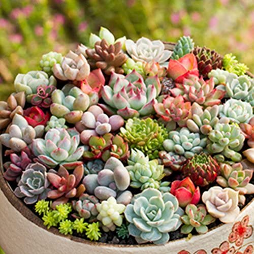 Heirloom Echeveria Flower seeds for Planting Compact Growth Heirloom & GMO Free Seeds for Home Garden