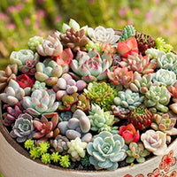 Heirloom Echeveria Flower seeds for Planting Compact Growth Heirloom & GMO Free Seeds for Home Garden
