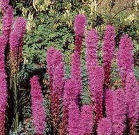 Pink Liatris Spicata Flower seeds for Planting - Perfect for Borders, Heirloom & GMO Free Seeds for Home Garden
 
 Sale for planting in home garden
