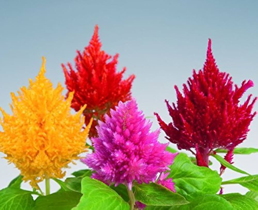 Celosia Fresh Look Orange Seeds for Planting Bold Annual Displays