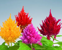 Celosia Fresh Look Orange Seeds for Planting Bold Annual Displays