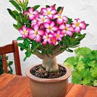 Mixed Obesum Flower seeds for Planting Wildflower Mix Heirloom & GMO Free Seeds for Home Garden
 
 Sale