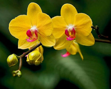 Deep Yellow Phalaenopsis Orchid Seeds Flower seeds for Planting Low Maintenance Heirloom & GMO Free Seeds for Home Garden