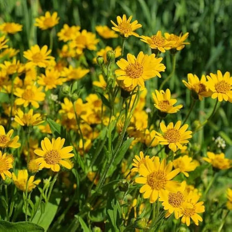 Yellow Arnica Montana Flower seeds for Planting Vibrant Colors Heirloom & GMO Free Seeds for Home Garden 
 
 Sale