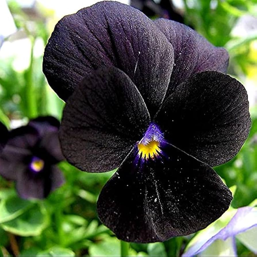 Black Viola Flower seeds for Planting - Easy to Grow, Heirloom & GMO Free Seeds for Home Garden
