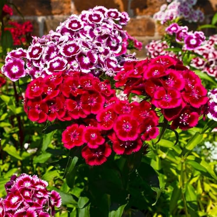 Heirloom William Flower seeds for Planting Shade Tolerant Heirloom & GMO Free Seeds for Home Garden
