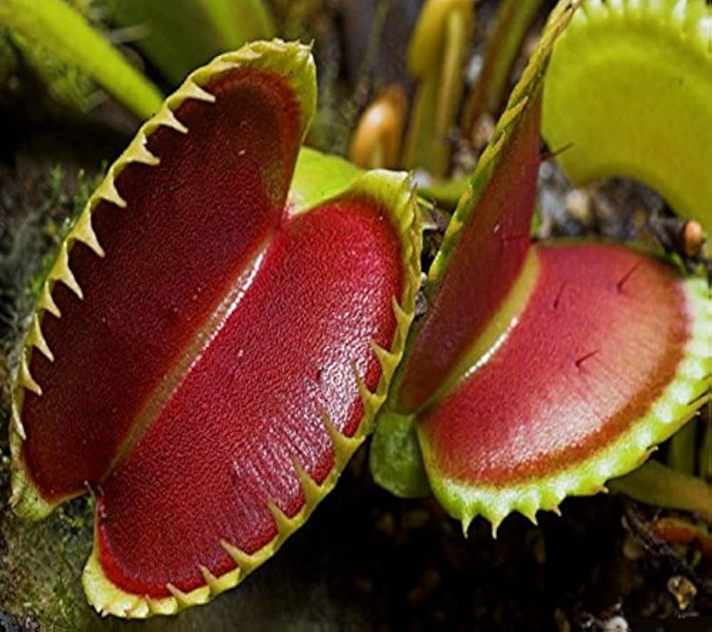 Carnivorous Flower seeds for Planting Compact Growth Heirloom & GMO Free Seeds for Home Garden 
 
 Sale