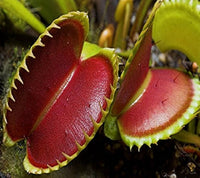 Carnivorous Flower seeds for Planting Compact Growth Heirloom & GMO Free Seeds for Home Garden 
 
 Sale