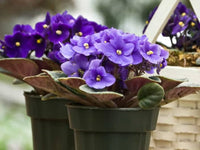 Violet Pink African or Saintpaulia ionantha Flower seeds for Planting Long Bloom Season Heirloom & GMO Free Seeds for Home Garden
 
 Sale