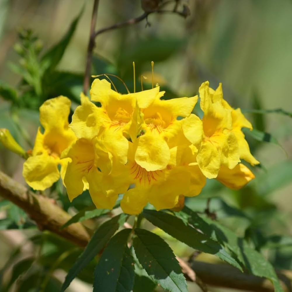 Yellow Campis Radicans Flower seeds for Planting - Low Maintenance, Heirloom & GMO Free Seeds for Home Garden