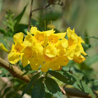 Yellow Campis Radicans Flower seeds for Planting - Low Maintenance, Heirloom & GMO Free Seeds for Home Garden