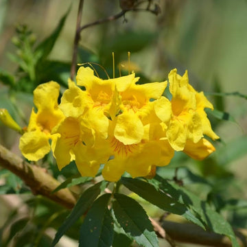 Yellow Campis Radicans Flower seeds for Planting - Low Maintenance, Heirloom & GMO Free Seeds for Home Garden