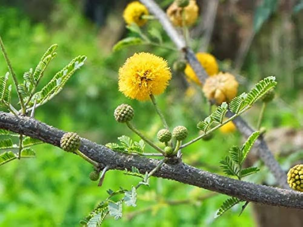 Mixed Acacia Perennial Flower Seeds for Planting Compact Growth Heirloom & GMO Free Seeds for Home Garden
 
 Sale