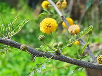Mixed Acacia Perennial Flower Seeds for Planting Compact Growth Heirloom & GMO Free Seeds for Home Garden
 
 Sale