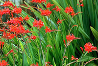 Bressingham Flower seeds for Planting - Hardy Variety, Heirloom & GMO Free Seeds for Home Garden