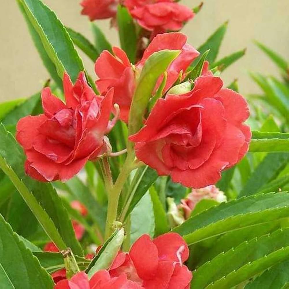 Camellia Impatiens Flower seeds for Planting Garden Favorite Heirloom & GMO Free Seeds for Home Garden