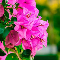 Bougainvillea Flower seeds for Planting - Low Maintenance, Heirloom & GMO Free Seeds for Home Garden
 
 Sale seeds for planting in home garden