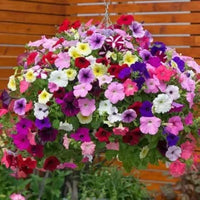 Trailing Petunia Petunia X Hybrida Seeds for Planting - Vibrant Blooms for Hanging Baskets & Flower Bed